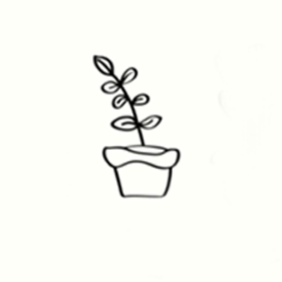 stellacalathea